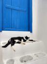 Blue Door Cat: Cat "guarding" the blue door in Naxos